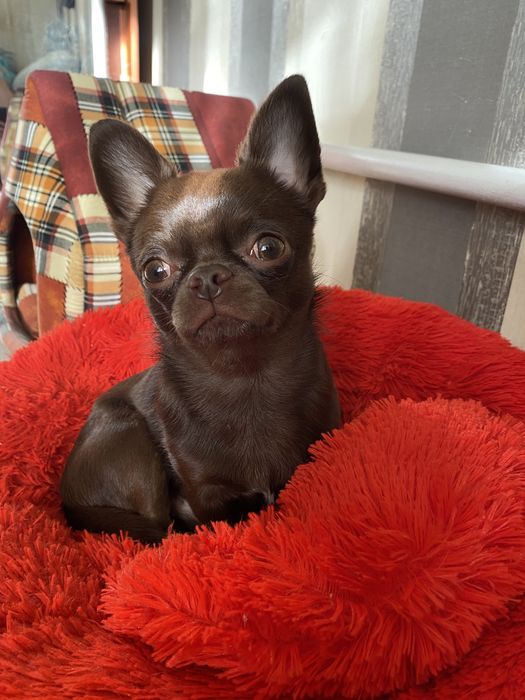 Кобель для вязки