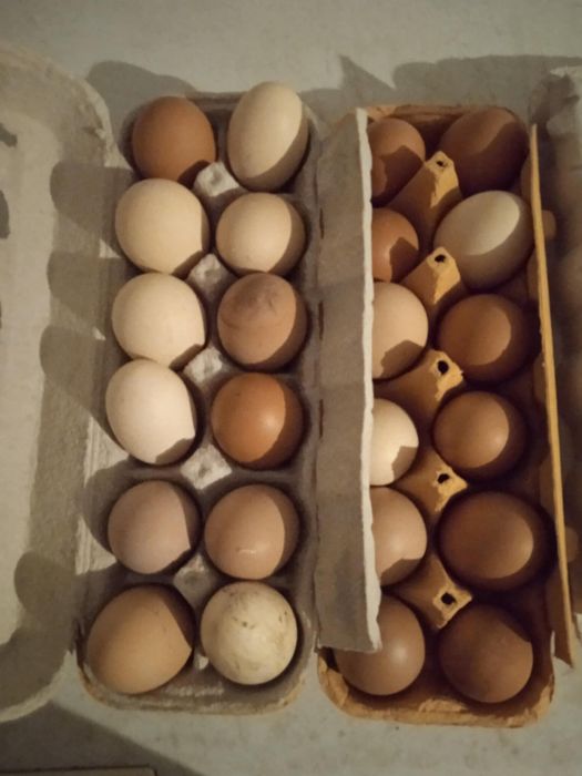 Vendo ovos caseiros