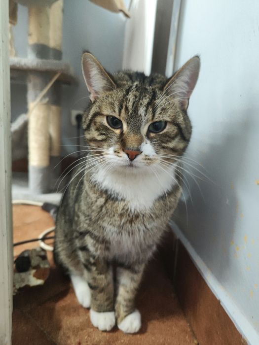 Piękny kocurek poleca się do adopcji