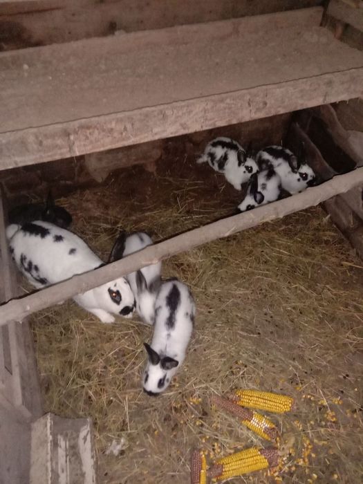 Продам кролів та кроленять
