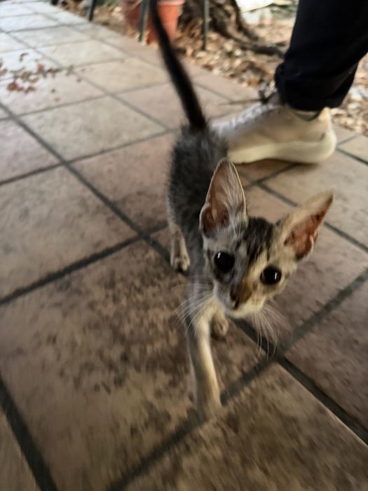 Gatinhos para adoção