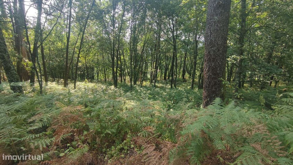 Terreno em Fiscal, Amares