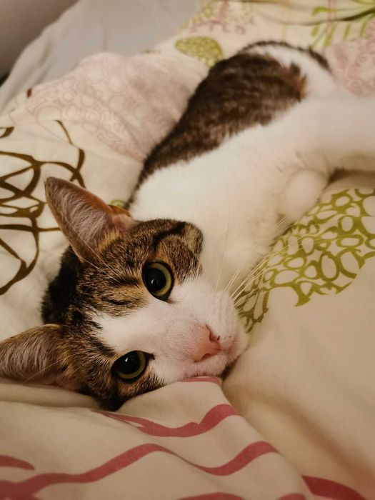 Ptysia - koteczka bez ogonka