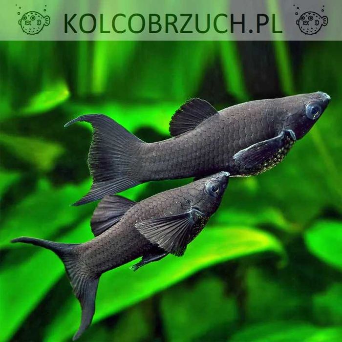 Molinezja ostrousta lirowa czarna - Poecilia sphenops - dowóz