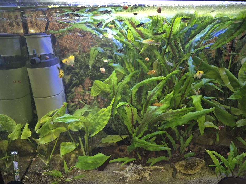 Растения  улитки мальки