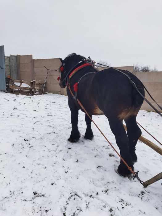 Sprzedam Ogiereka na 4 roku