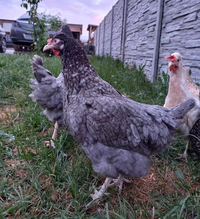 Kury nioski 20 tyg green shell dark shell marans zielonożki zielone jajka czubatki