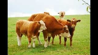 cielaki cielęta zdrowe wypasione karma promocja