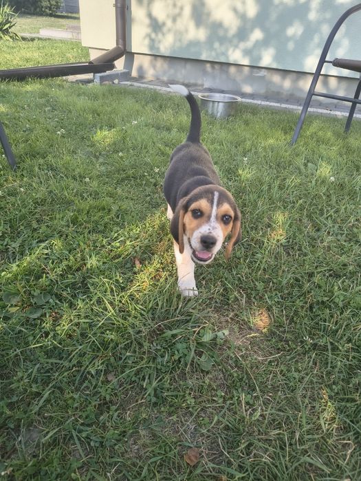 Szczeniaki  Beagle – gotowe do nowego domu