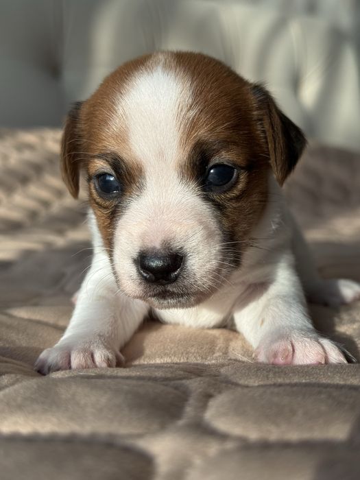 Продам цуценят Джек Рассел терʼєра