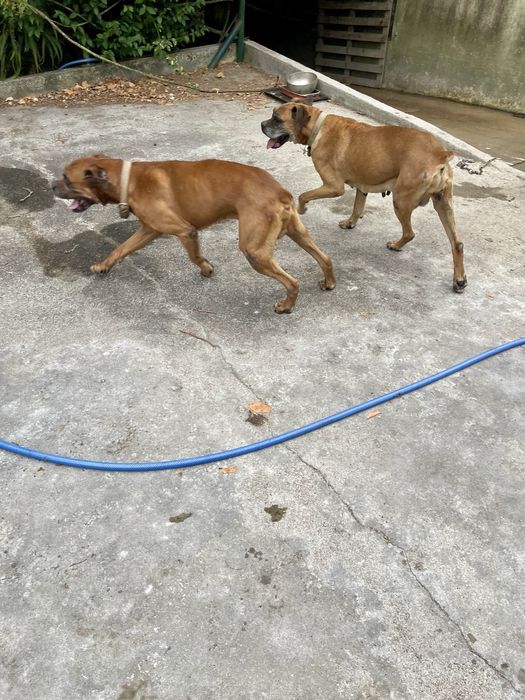 Para adopção responsável