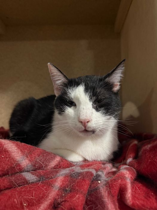 Feliks – mały kot, wielka osobowość!