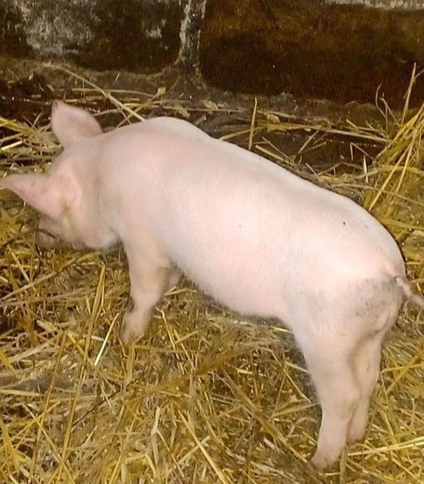 Продам Півтора Місячного Кабанчика!