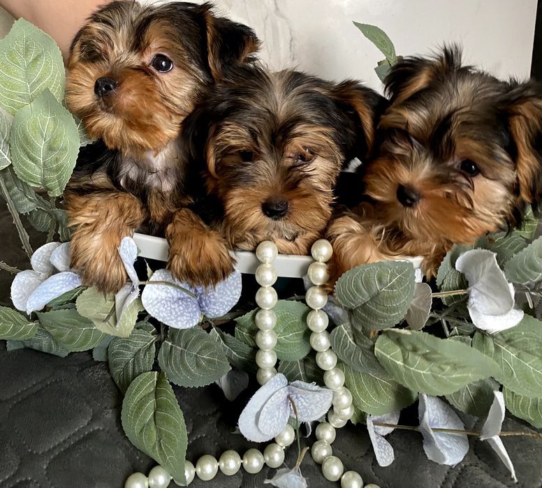 Йорки неймовірно гарні.