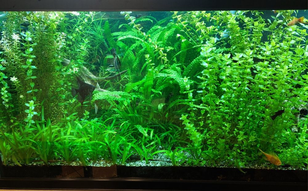 Rośliny akwariowe na rybki zamienię