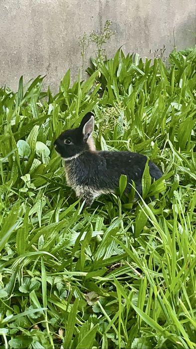 Coelho anão varias cores