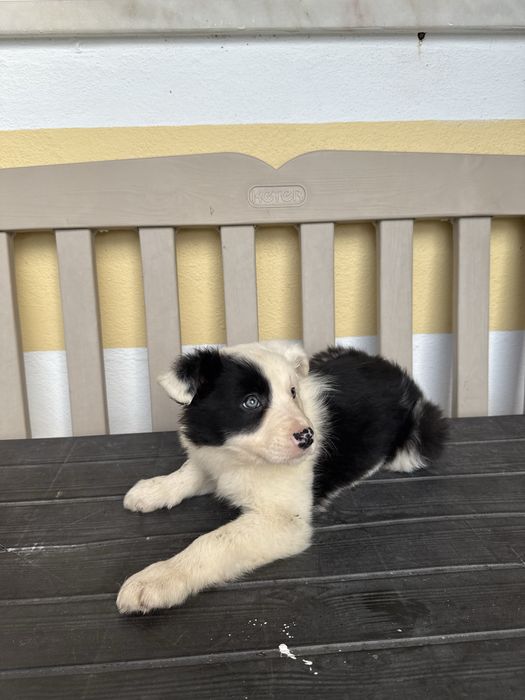 Border Collie Preta e Branca Fofa