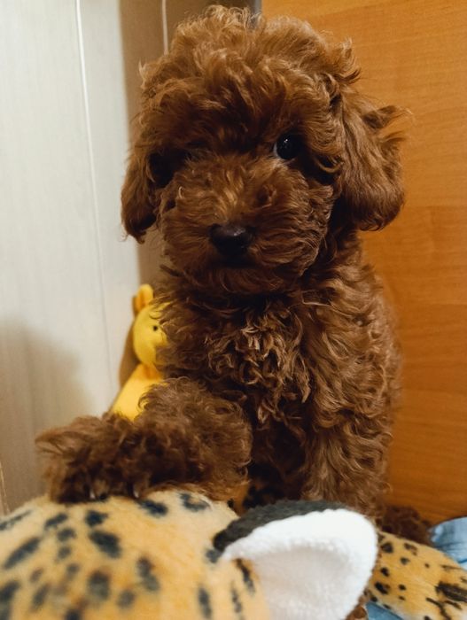 Той Пудель дівчинка Ред Браун