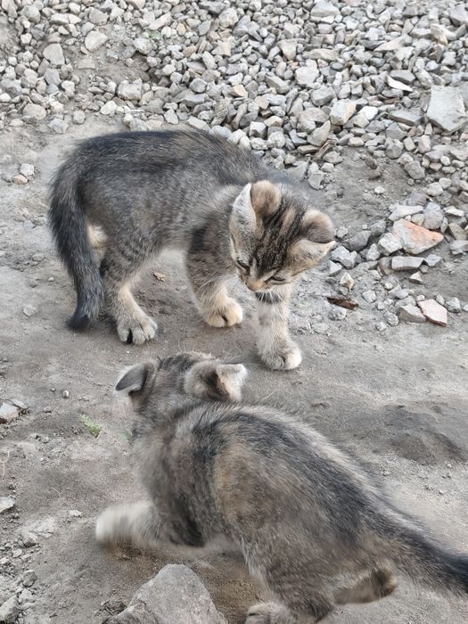 Віддам в хороші руки кошеня