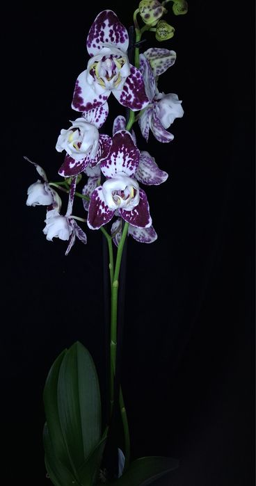 Орхідеі Маракеш пелор, метелик. Повна мутація. На дві гілки. Квітка 8с