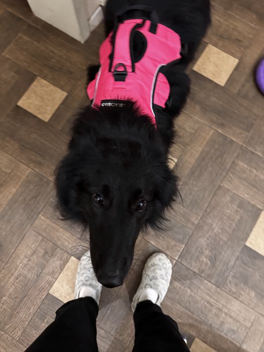 Шлея для великих порід