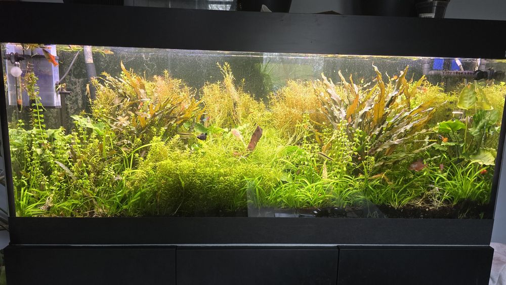 Rośliny różne do akwarium.