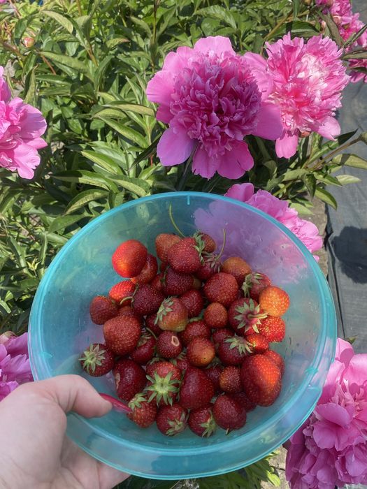 Odstąpię prawo do działki ROD – Wrocław FAT, Nad Ślęzą