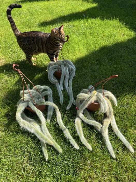 Астрофітум  cactus variegata cereus Astrophytum asterias