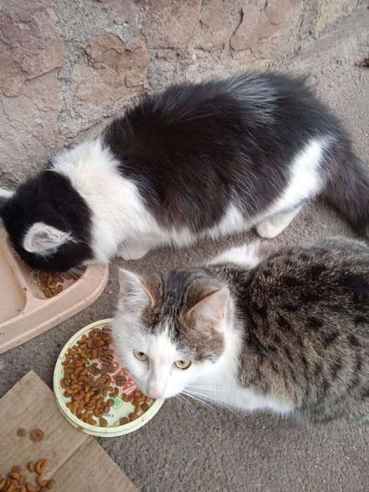 Котенята чекають на родини