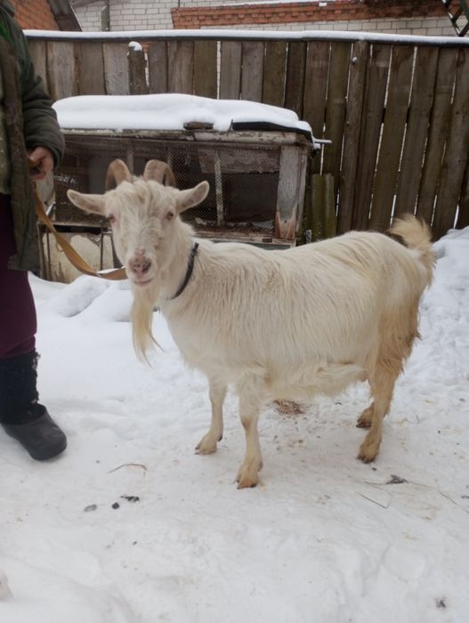 Продам козу. Дійна коза 2,5 роки.  .