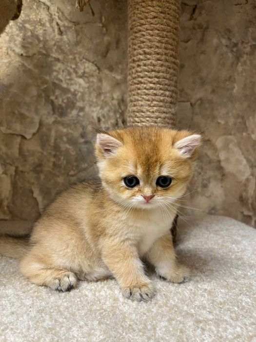 Шотландське кошеня дівчинка з паспортом