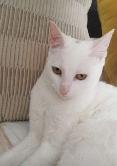 Gatinha para doação