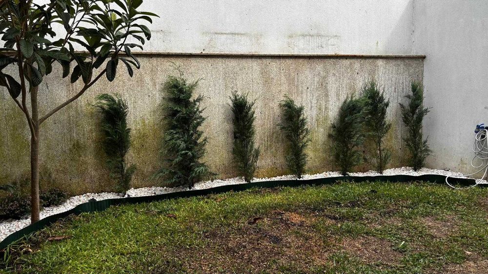 Cedros Leyland Cypress