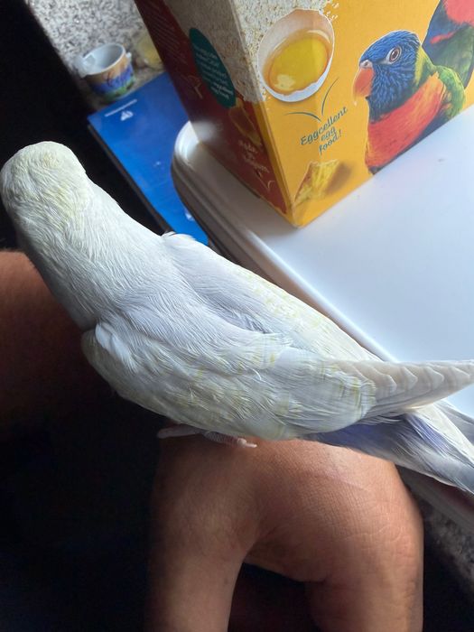 Agapórnis criado há mão