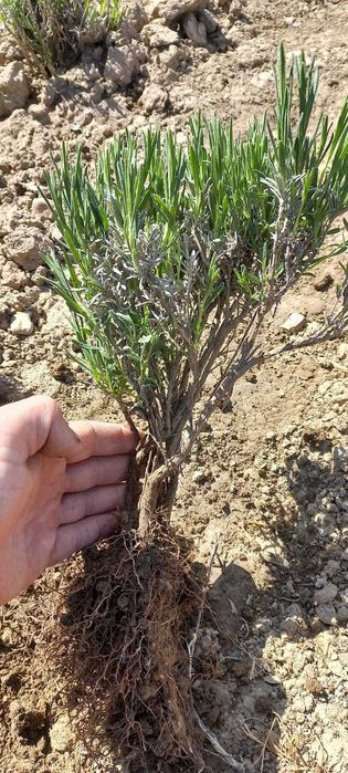 Кущі лаванди Лаванда саджанці
