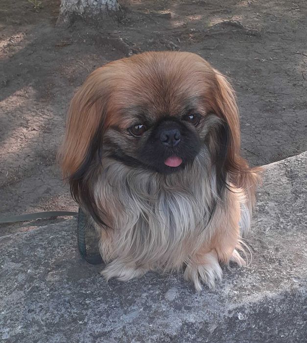 Пекинесик ждет девочку на вязку