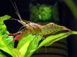 Креветка Макробрахиум