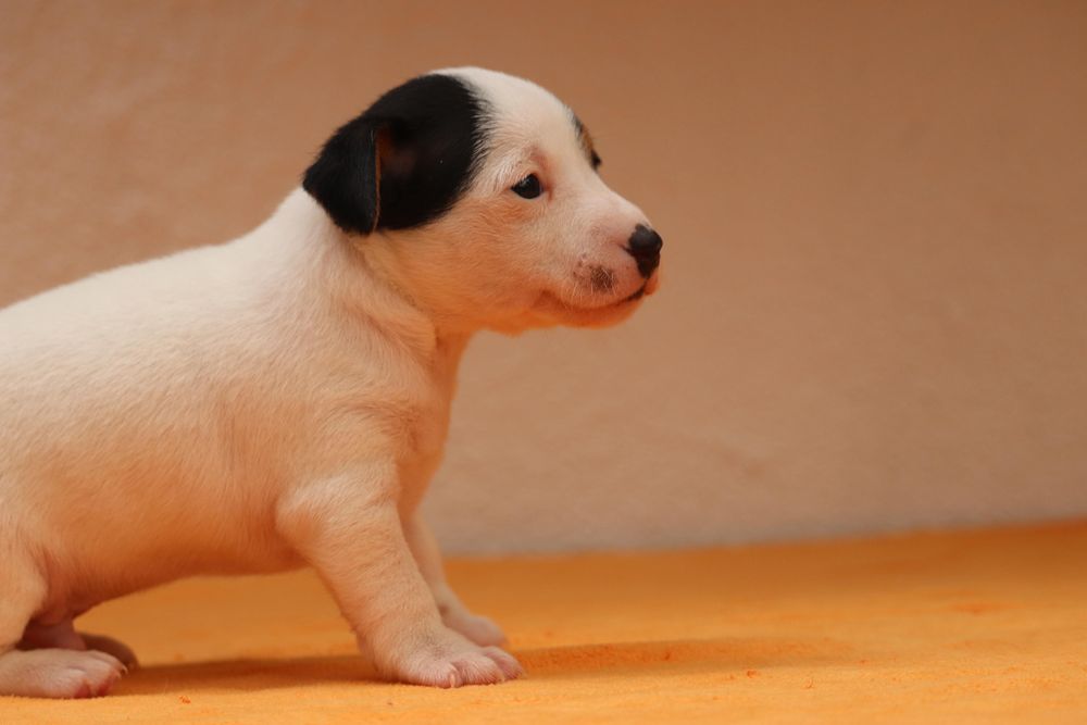Macho Jack Russell Terrier