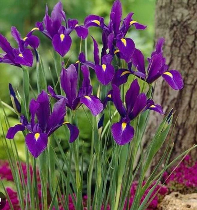 Bolbos de iris holandesa