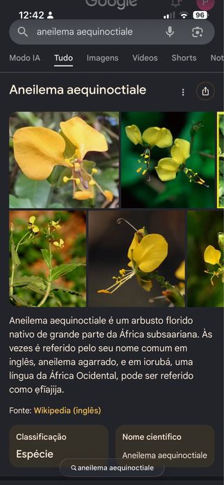 Plantas de coleção