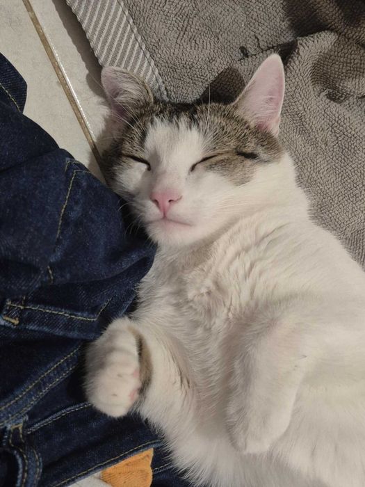 Marcel: Mistrz mruczenia i zawodowy przytulasek szuka domu!