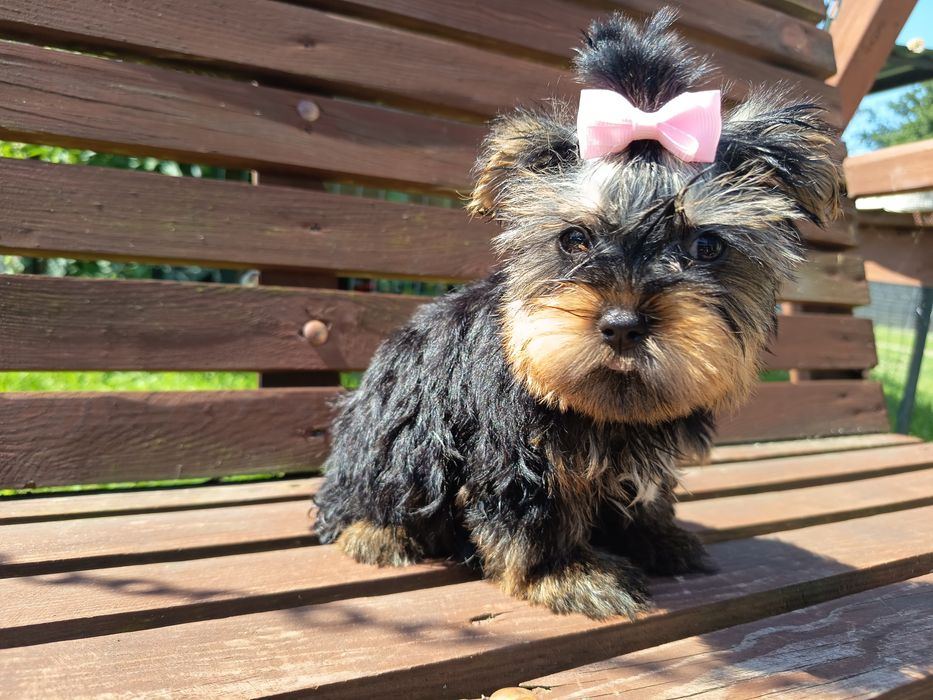 Yorkshire terrier suczka mała