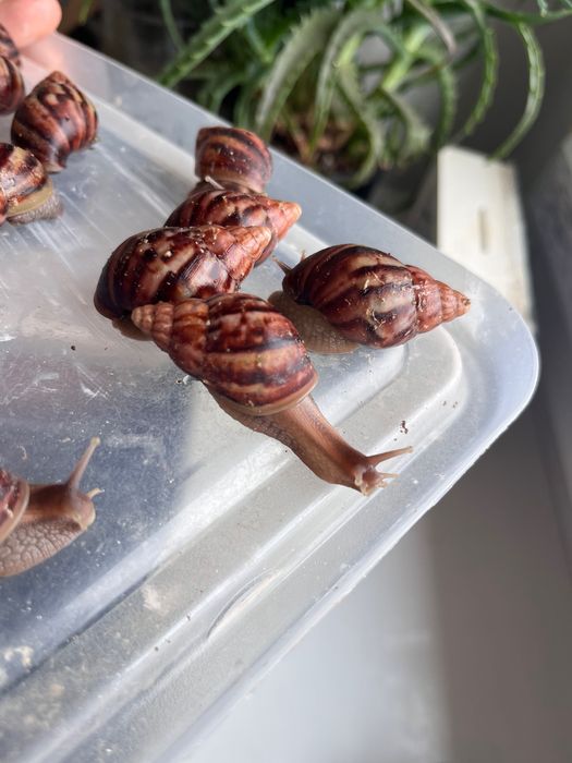 Ślimak afrykański Lissachatina reticulata
