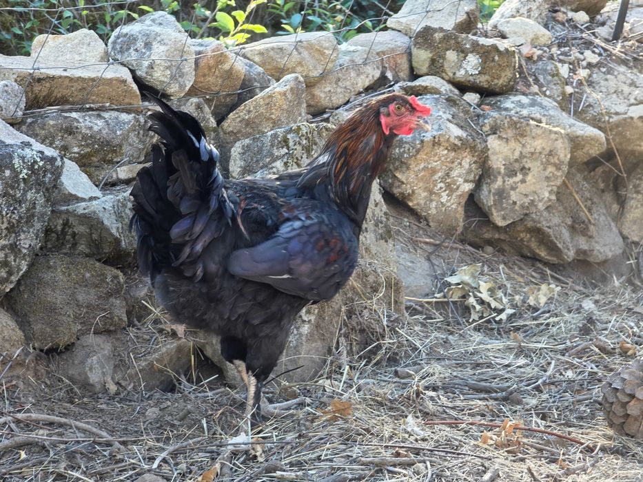 galos Jovens de raça