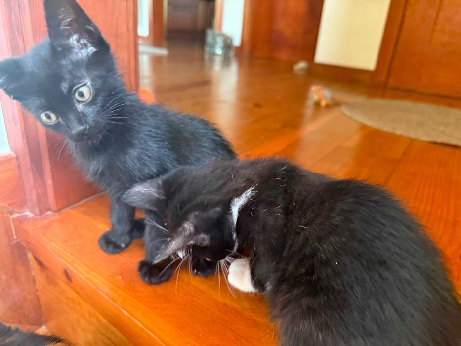 gatos bonitos e meiguinhos para dar