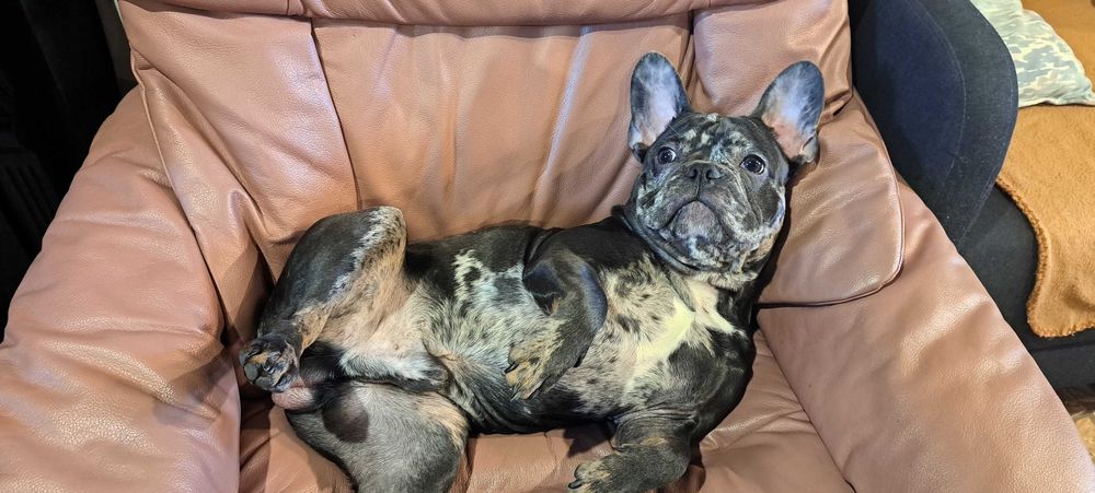 Французький бульдог шукає Принцесу для потомства. Случка.