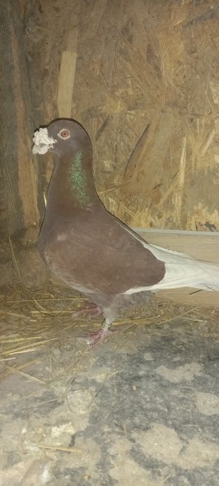 Samiec staropolski czerwony