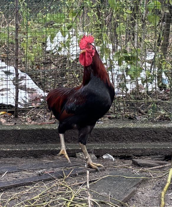 Granizo muito lindo, cruzado com Araucana.