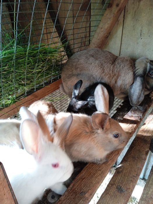 Кролики на развод/мясо.