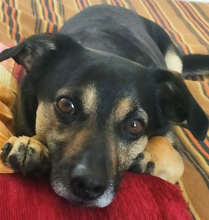 ZAGINĄŁ PIESEK okolice Piotrków Drugi woj.lubelskie.